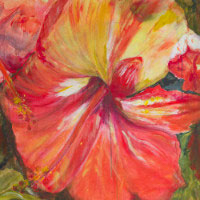 Dana Ciric - Hibiskusblüte