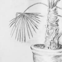 Dana Ciric - Palme