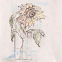 Dana Ciric - Sonnenblume